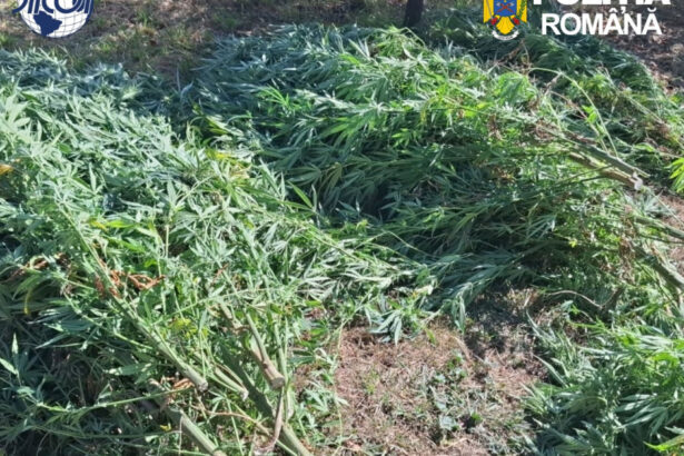 foto cultura de canabis in covasna 60 de plante confiscate un barbat de 62 de ani a fost retinut de diicot 6abfa00896b4c