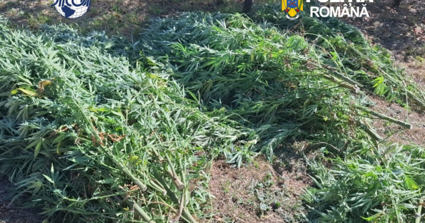 foto cultura de canabis in covasna 60 de plante confiscate un barbat de 62 de ani a fost retinut de diicot 6abfa00896b4c