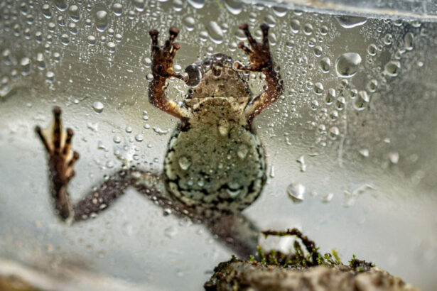 o broasca de nici doi centimetri i a dezorientat pe cercetatori o noua specie otravitoare descoperita in ecuador 6ac0b5c515bc5