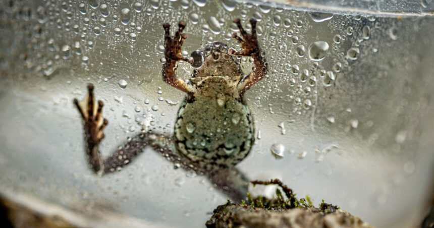 o broasca de nici doi centimetri i a dezorientat pe cercetatori o noua specie otravitoare descoperita in ecuador 6ac0b5c515bc5