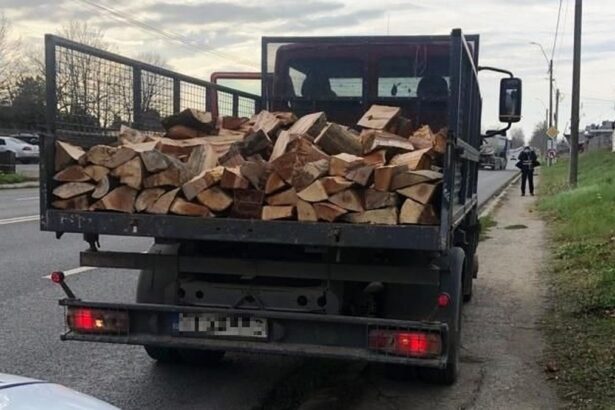 video descinderi si retineri intr un dosar de furt de arbori din padurea ocolului silvic baneasa 6ac232caa0f6b