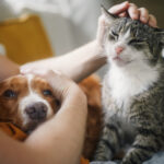video protest pentru drepturile animalelor in bucuresti participantii cer sterilizare in masa si stoparea abandonului 6ac24d969274e